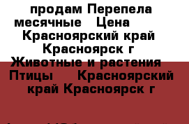 продам Перепела месячные › Цена ­ 150 - Красноярский край, Красноярск г. Животные и растения » Птицы   . Красноярский край,Красноярск г.